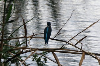 IMG_6082