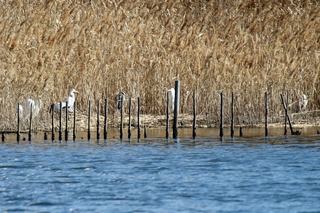 IMG_9382
