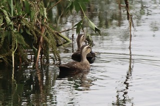 IMG_4635
