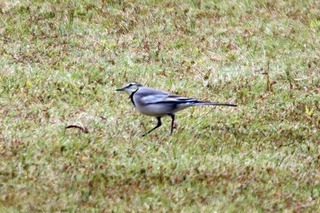 IMG_1588