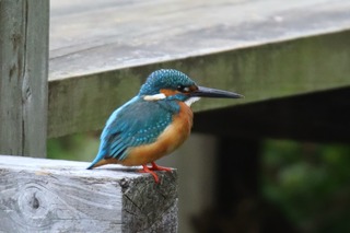 IMG_2602