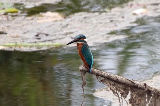 IMG_6123