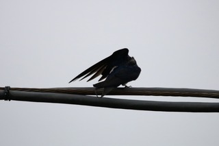 IMG_8081