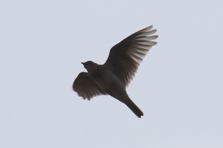 IMG_3337