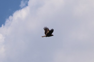 IMG_0323