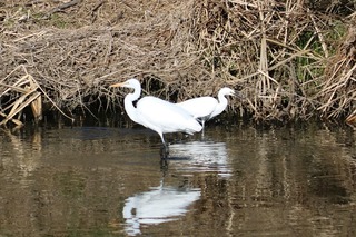 IMG_6007