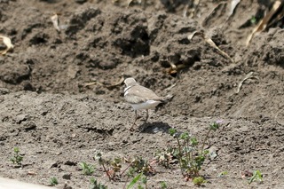 IMG_3905