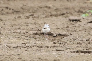IMG_6296