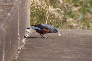 IMG_0743