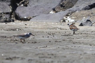 IMG_4795