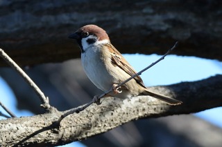 IMG_9593