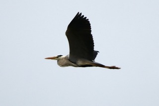 IMG_3605