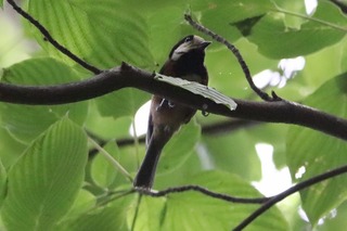 IMG_4139