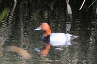 IMG_2889