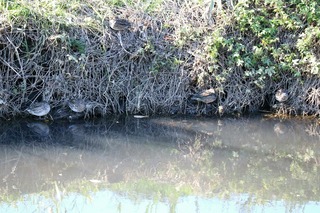 IMG_0065