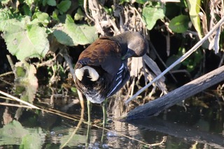 IMG_1633