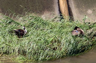 IMG_7069