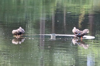 IMG_6330