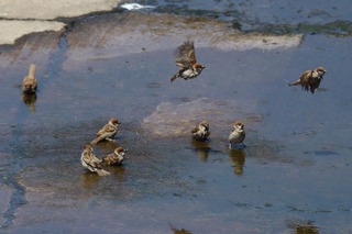IMG_1416