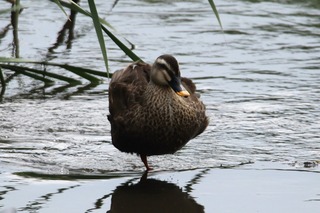 IMG_9258