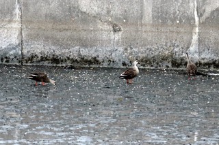 IMG_1497
