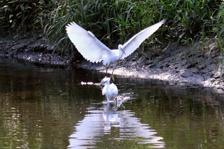 IMG_0363
