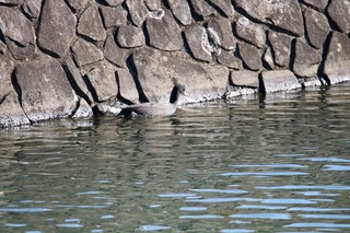 IMG_4491
