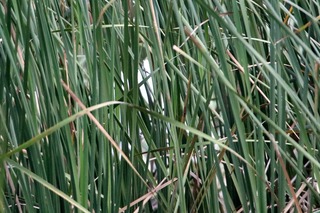 IMG_9153