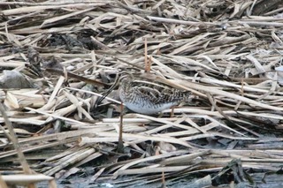 IMG_4537