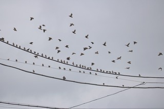IMG_6203