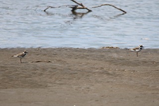 IMG_0410