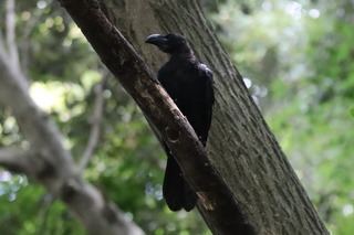 IMG_5377