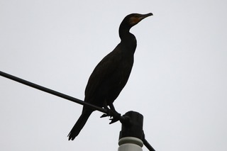 IMG_4179