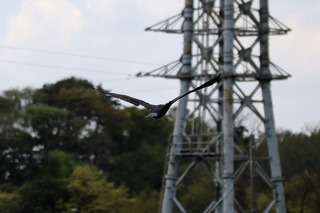 IMG_0097