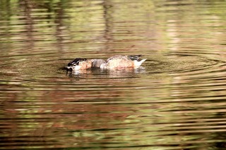 IMG_4707