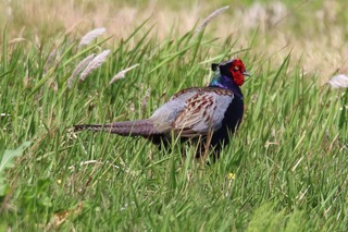 IMG_2632