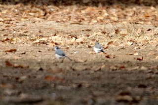 IMG_2337