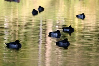 IMG_4734