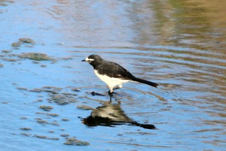 IMG_0593