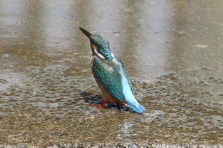 IMG_8967