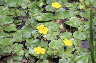 IMG_4462