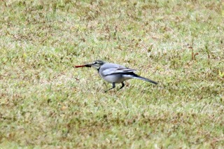 IMG_1597