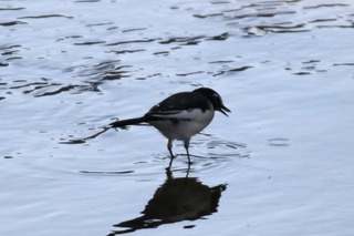 IMG_9536
