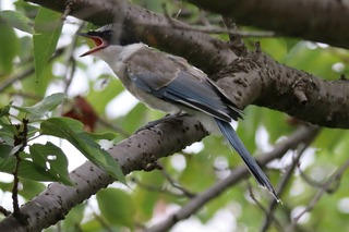 IMG_9288