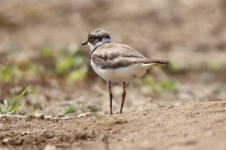 IMG_6123