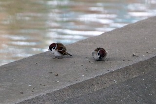 IMG_0131