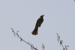 IMG_6139