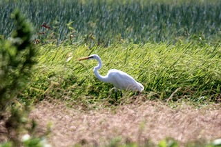 IMG_0949