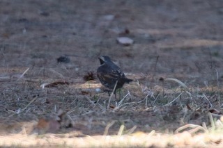 IMG_7840