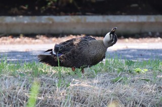 IMG_9516